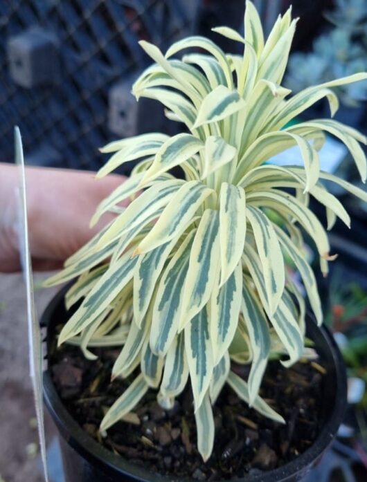 Hello Hello Plants Melbourne Victoria Australia Euphorbia characias Tasmanian Tiger Foliage 1