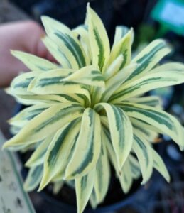 Hello Hello Plants Melbourne Victoria Australia Euphorbia characias Tasmanian Tiger Foliage