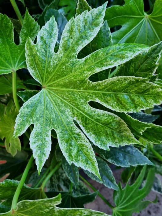 Fatsia 'Spiders Web' Japanese Aralia