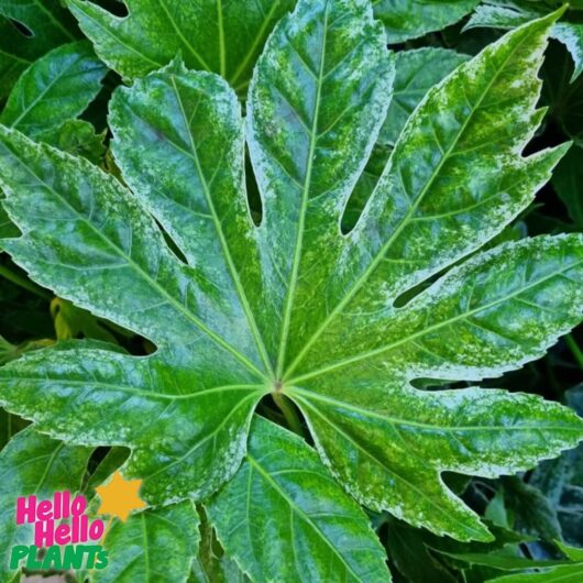 Fatsia 'Spiders Web' Japanese Aralia