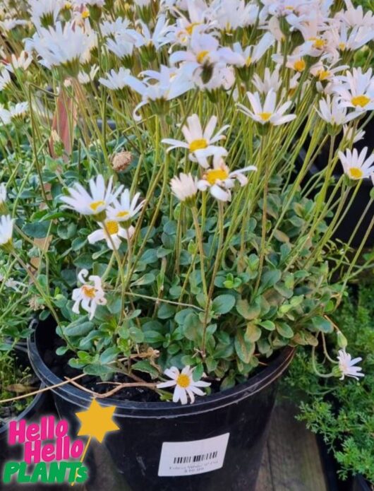 Felicia 'Pinwheel™ Snow White' 7" Pot Growers Flash Sale!