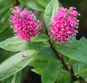 Two pink bottlebrush flowers with bright green leaves, sparkling with dewdrops, capture nature's detailed beauty. These blooms perfectly match the vibrant allure of Hebe 'Wiri Desire', ideal for an 8" pot.