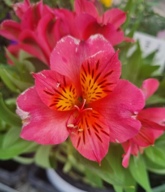 Alstroemeria 'Eliane' Princess Variety 6" Pot