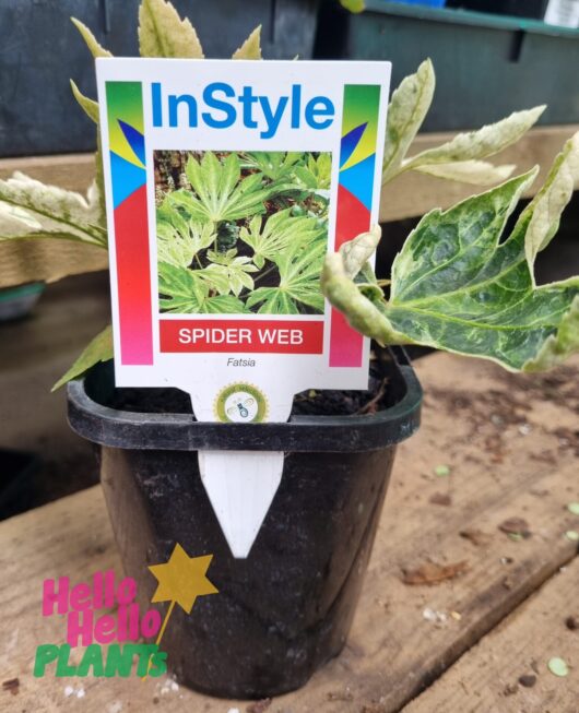 Fatsia 'Spiders Web' Japanese Aralia 5" Pot