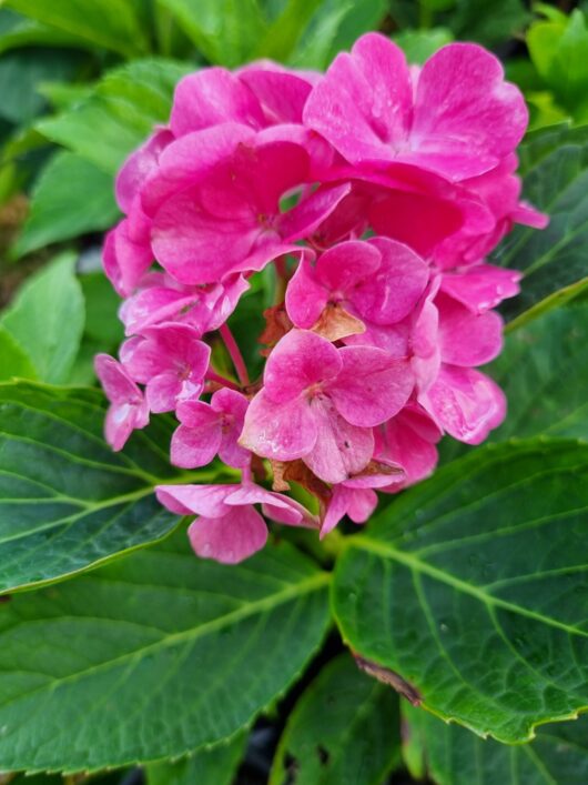 Hydrangea macrophylla 'Pink' 8" Pot