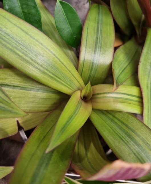 Rhoeo 'Moses in the Cradle' Gold 5" Pot