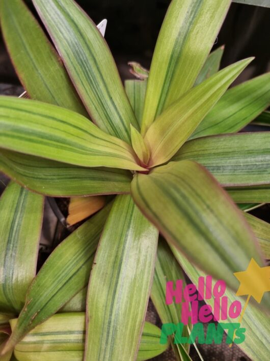 Rhoeo 'Moses in the Cradle' Gold 5" Pot