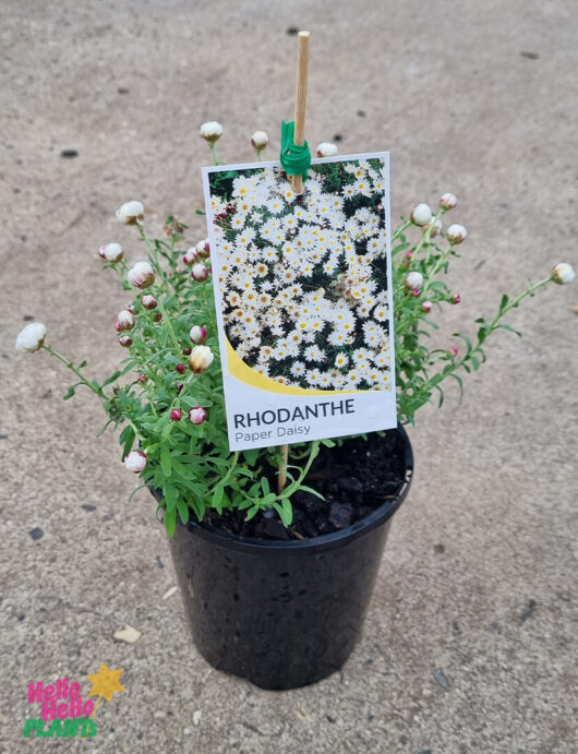 Hello Hello Plants Rhodanthe anthemoides ‘Paper Daisy’ 6in Pot