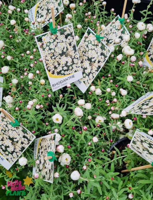 Hello Hello Plants Rhodanthe anthemoides ‘Paper Daisy’ 6″ Pot
