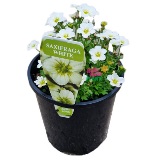 Hello Hello Plants Saxifraga x arendsii ‘White’ 6″ Pot