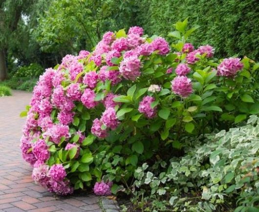 hydrangea macrophylla pink ball beautiful big pink flower heads with green foliage on a bush