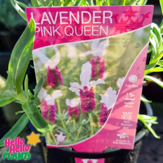 Lavandula 'Pink Queen' PBR Lavender 8" Pot