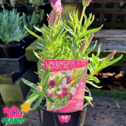 Lavandula 'Pink Queen' PBR Lavender 8" Pot