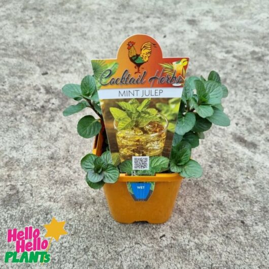 Mentha 'Mint Julep' 4" Pot