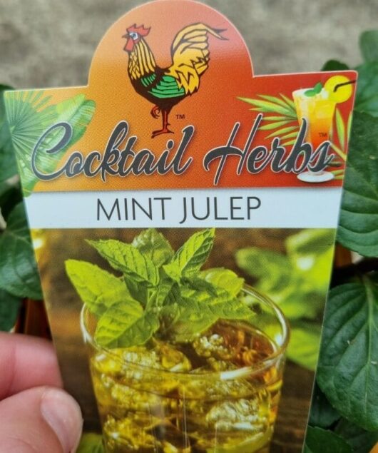 Mentha 'Mint Julep' 4" Pot