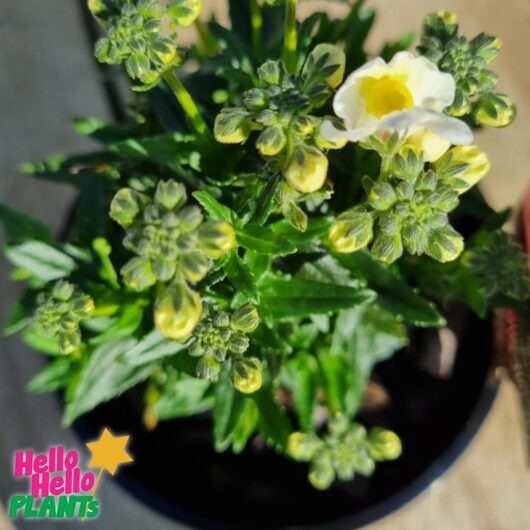 Nemesia Sweet Surprise 'Cream White' 6" Pot