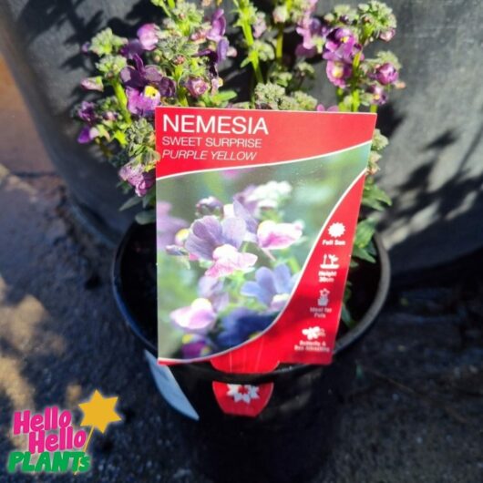 Nemesia Sweet Surprise 'Purple and Yellow' 6" Pot