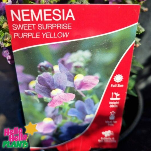 Nemesia Sweet Surprise 'Purple and Yellow' 6" Pot