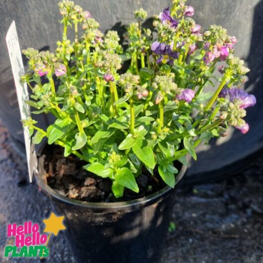 Nemesia Sweet Surprise 'Purple and White' 6" Pot