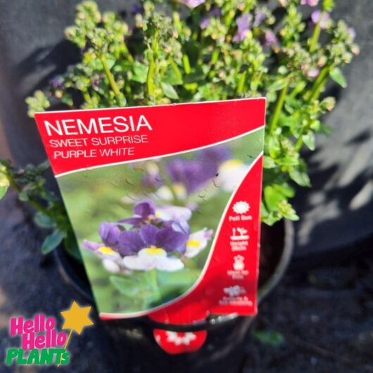 Nemesia Sweet Surprise 'Purple and White' 6" Pot