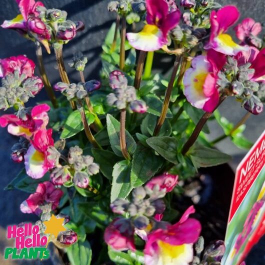 Nemesia Sweet Surprise 'Raspberry and Yellow' 6" Pot