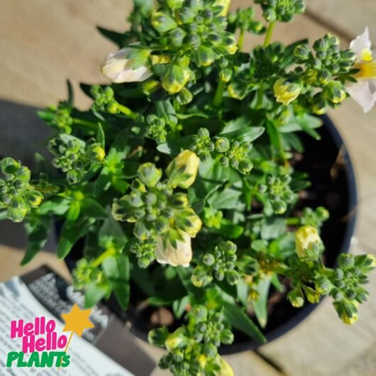 Nemesia Sweet Surprise 'Yellow and Light Pink' 6" Pot