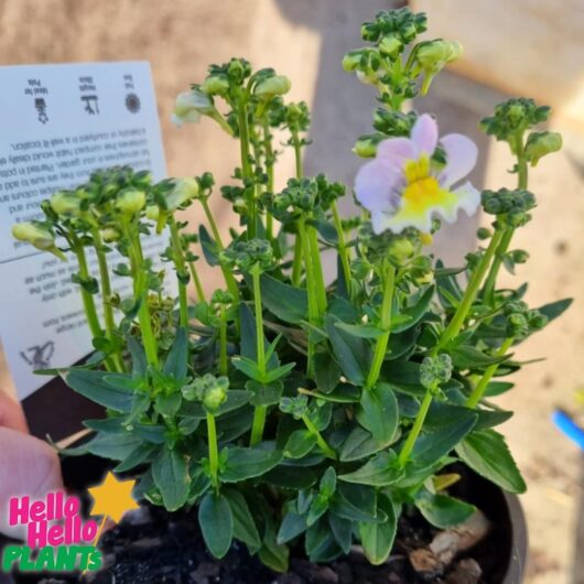 Nemesia Sweet Surprise 'Yellow and Light Pink' 6" Pot