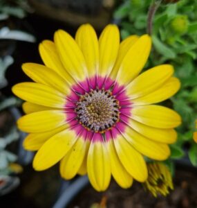 The Osteospermum 'Blue Eyed Beauty' African Daisy, with its vibrant yellow petals and a striking purple and white center, stands out against lush green leaves. Available in a 10" pot.
