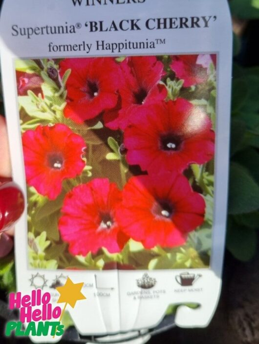 Petunia Supertunia® 'Black Cherry' 6" Pot