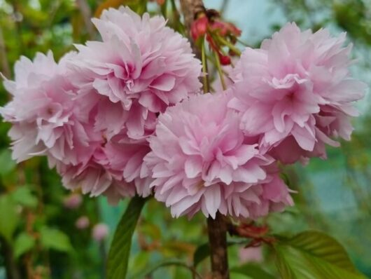 Prunus 'Cheals' Weeping Cherry