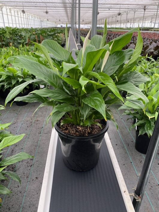 Spathiphyllum 'Peace Lily' (Sweet Benito)
