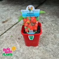 Tomato 'San Marzano' 4" Pot