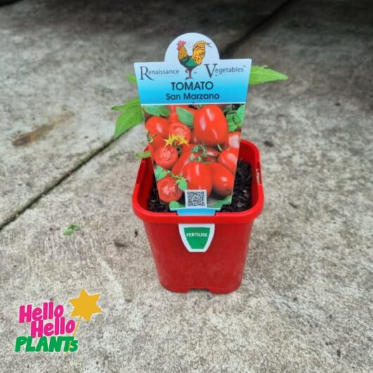 Tomato 'San Marzano' 4" Pot