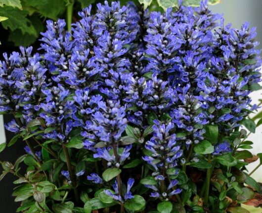 Ajuga 'Blueberry Muffin' 6" Pot