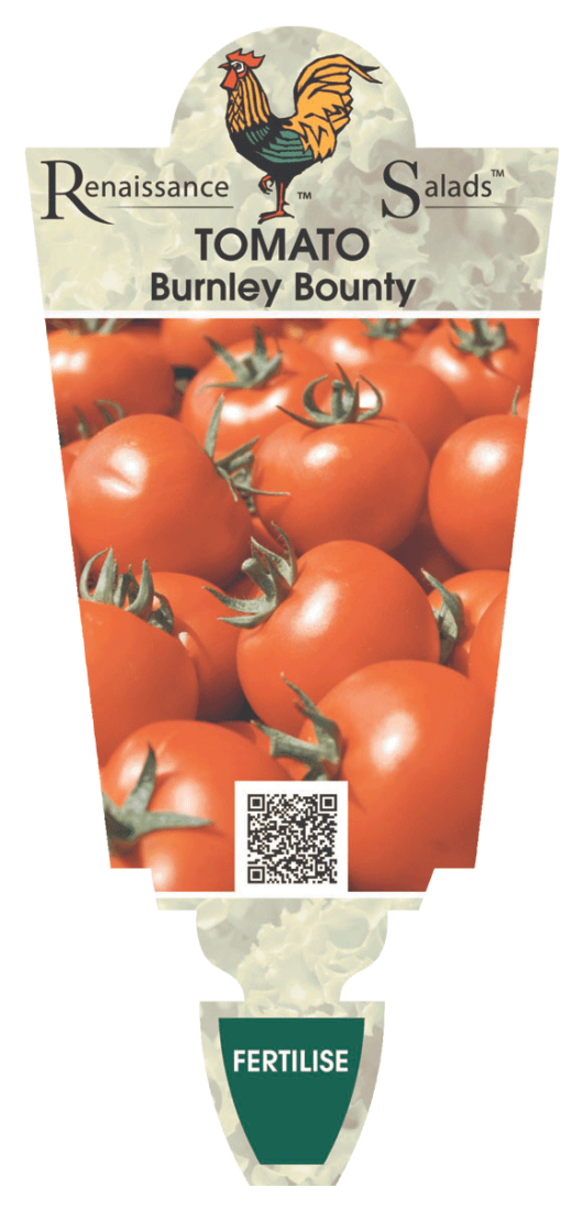 Tomato 'Burnly Bounty' 4" Pot