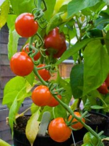 The Tomato 'Cherry Tomato' flourishes in a 4" pot, thriving on the vine surrounded by lush green leaves.