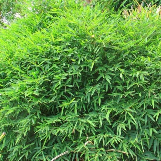 Lush green foliage with slender leaves, the ideal choice for Asian hedges, is found in Bambusa 'Asian Hedging' Bamboo.