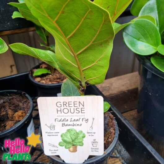 Ficus 'Fiddle Leaf Fig' Bambino 8" Pot