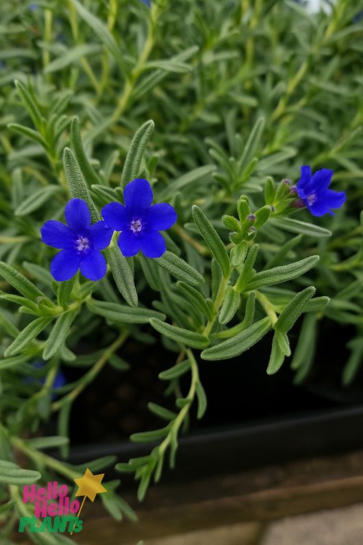 Two vivid, five-petaled blue Lithodora diffusa 'Grace Ward' flowers bloom amid narrow green leaves, with similar foliage in the background. "Hello Hello Plants" appears at bottom left. Suitable for a 6" pot.