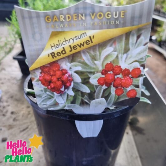 Helichrysum 'Red Jewel' 6" Pot