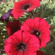 Petunia Supertunia® 'Black Cherry' in a 6" pot is flourishing, showcasing vibrant red petals and lush green leaves.