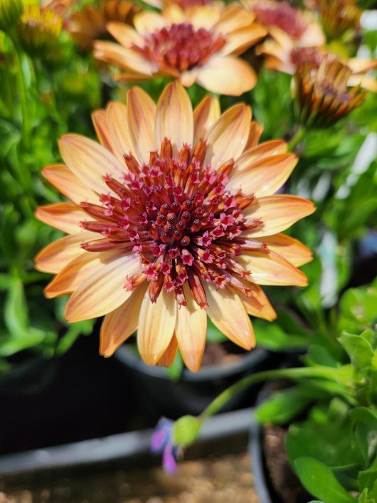 osteospermum ecklonis african daisy Banana Shake double yellow and maroon daisy