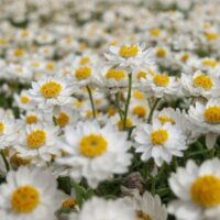 A close-up of a field densely covered with Rhodanthe 'Paper Daisy' 6" Pot reveals white petals and yellow centers, creating a living tapestry on the ground.