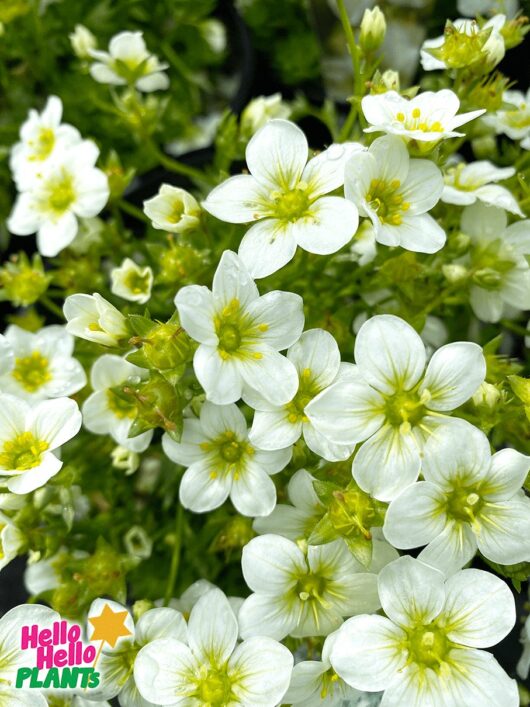 Saxifraga 'Lime' 6" Pot