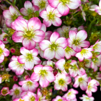 Saxifraga 'Picotee' 6" Pot