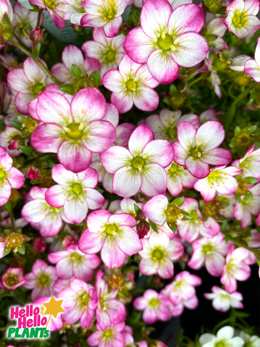 Saxifraga 'Picotee' 6" Pot