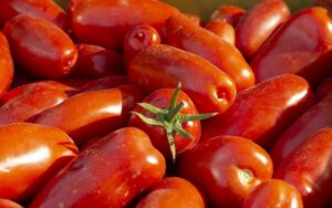 A pile of red San Marzano tomatoes, one with a green stem, from the Tomato 'San Marzano' 4" Pot.