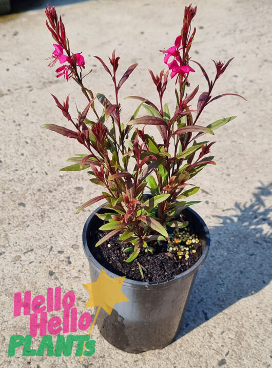 Gaura 'Rosy Jane' Butterfly Bush 6" Pot
