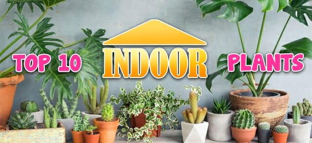 Top 10 Indoor Air Purifying Plants!