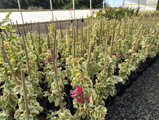 Rows of Bougainvillea bambino 'Jezebel' plants with pink blossoms in 8" pots, lined up in a nursery with a greenhouse in the background.